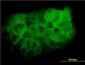 MAPK13 / p38delta Antibody (clone 2B2)